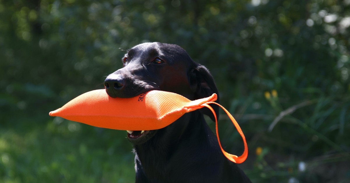 Gun dog retrieving clearance dummies