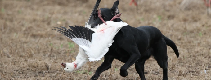How to Train a Hunting Dog | Real-World Shed, Tracking, Bird, & Gun Dog Training