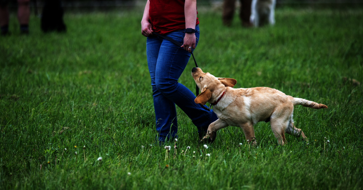 New Dog or Puppy: Where Do I Start w/ Training?