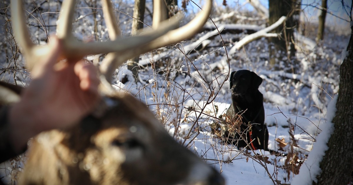 Wounded Deer Tracking Dog Training Can Your Dog Do It? DogBone Hunter