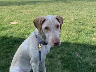 DogBone Tracking Dog Training System - Train Your Dog To Find Wounded Deer